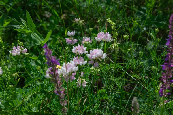Na louce jsou divoké květiny. Fotografie terénních travin v horských oblastech. Cestování a příroda — Stock fotografie