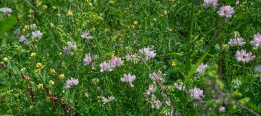 Çayırda kır çiçekleri. Dağlık alanlarda ki tarla otlarının fotoğrafı. Seyahat ve doğa