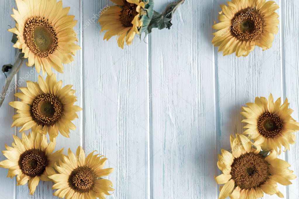 Autumn banner with flowers of sunflower on a light wooden background. Frame for greeting card with flowers of sunflower. View from above