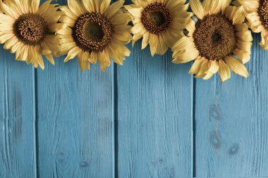 Mavi ahşap arka planda ayçiçeği çiçekleri ile sonbahar afiş. Ayçiçeği çiçekleri ile tebrik kartı için çerçeve. Yukarıdan görüntüle