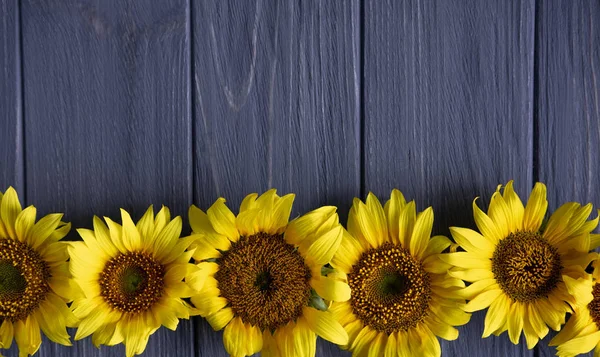Grußkarten-Design mit Sonnenblumen auf grauem Holzhintergrund. Rahmen für Text mit Sonnenblumenblumen. Foto Sonnenblumen mit dem Platz für das Copywriting. Blick von oben — Stockfoto