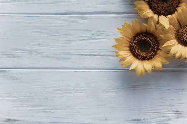 Φθινοπωρινό πανό με λουλούδια από ηλιοτρόπιο σε ανοιχτόχρωμο ξύλινο φόντο. Κορνίζα για Ευχετήρια κάρτα με λουλούδια από ηλιοτρόπιο. Θέα από πάνω — Φωτογραφία Αρχείου