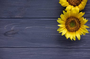 Gri ahşap arka planda ayçiçeği ile tebrik kartı tasarımı. Ayçiçeği çiçekleri ile metin için çerçeve. Copywriting için yer ile fotoğraf ayçiçeği. Yukarıdan görüntüle