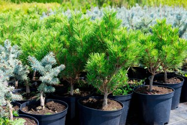 Bitki fidanlığı. Tencerede iğne yapraklı ağaçlar. Ağaç fidanı satışı