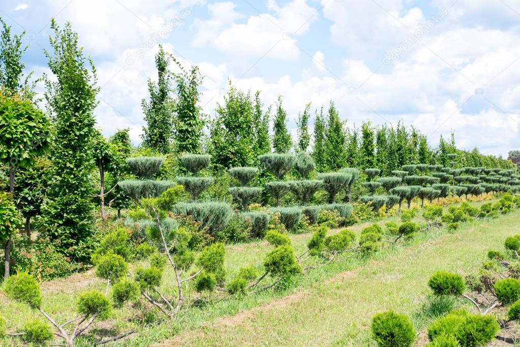 Plant nursery. Coniferous trees on the beds that are grown for sale and decoration of lawns. Sale of seedlings of trees