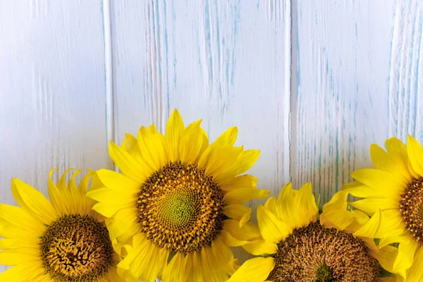 Greeting card design with sunflowers on white wooden background. Frame for text with flowers of sunflower. Photo sunflowers with the place for copywriting. View from above