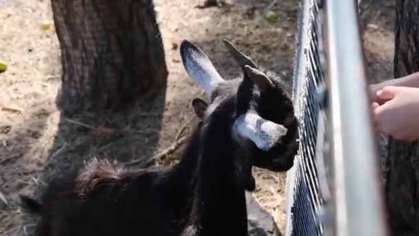 Primo Piano Due Capre Mangia Cavolo Mani Umane Capre Picchiano — Video Stock