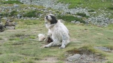 Köpek çoban ıstaba kulağı nı çayırda pençeler. Romen Mioritik Çoban Köpeği. Güzel evcil hayvanlar.