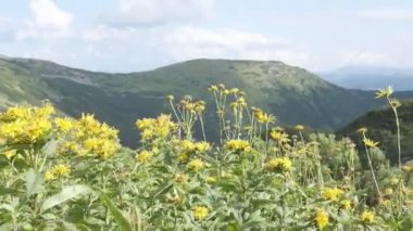 Bir dağ manzara fon karşı yabani sarı çiçekler. Dağlarda çayır çiçekleri. Dağlarda seyahat ve yürüyüş