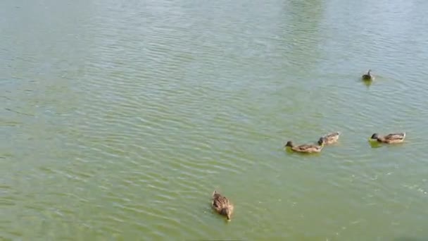 Uma Família Patos Que Nada Joga Lagoa Patos Nadam Lago — Vídeo de Stock