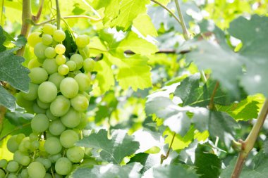 Asmanın üzerinde olgun üzüm demetleri var. Kopya alanı için bir yer olan bir salkın üzüm. Şarap yapımı ve sonbahar üzüm hasadı