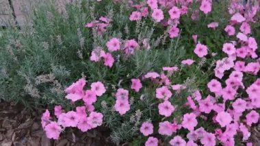 Pembe ve beyaz petunya ile çiçek tarhı. Dekorasyon çiçek kabuğu. Şehirde şık çiçek yatağı ve özel ev. Petunya ile çiçek yatak