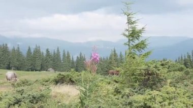 İneklerin otladığı dağlık bölgeler. İneklerin ekolojik çayırı. Dağlarda otlayan inekler. Yerli inekler ot yer.