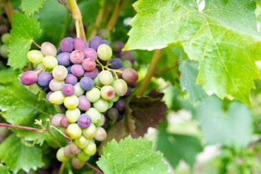 Bir dalda olgunlaşan mavi üzümler. Olgunlaşan bir üzüm çalısı. Şaraphane Çiftliği Hasadı