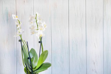 Beyaz bir orkide çiçeğinin resmi beyaz ahşap bir arka planda fotokopi alanı ile birlikte..