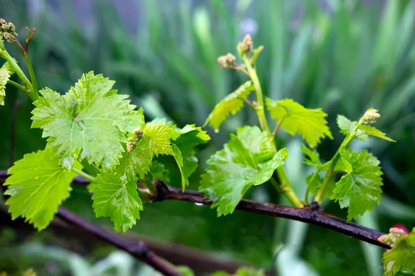 Vine vine in spring. Young green vine leaves in the garden.