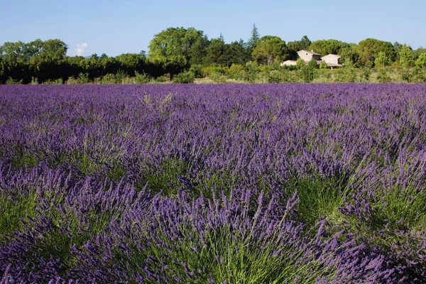 Lavanta alanları. Provence, Fransa