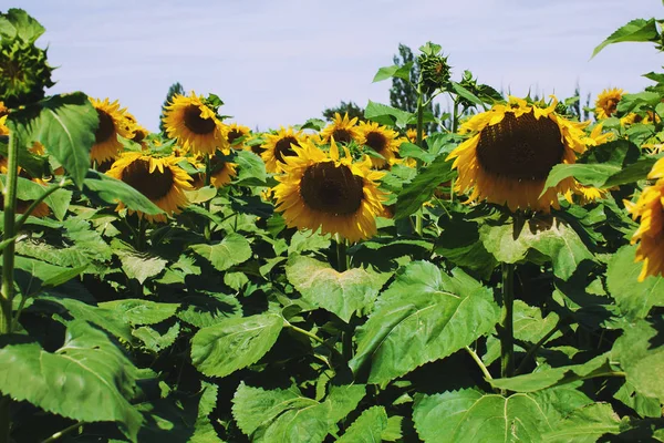 Ayçiçeği alanları. Provence, Fransa