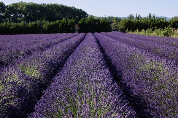 Lavanta alanları. Provence, Fransa