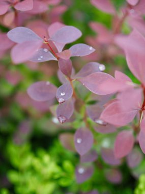 yaprak ve Su damlacıkları