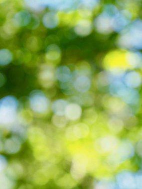 yaprak ve Su damlacıkları