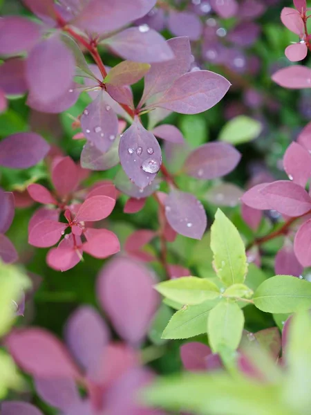 yaprak ve Su damlacıkları