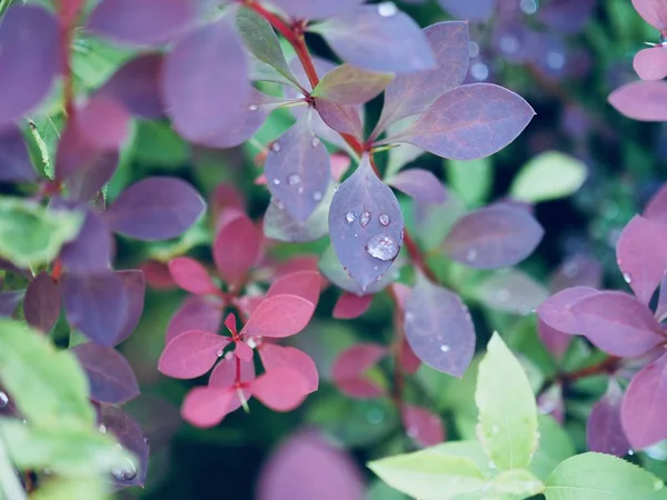 Leaves Water Droplets — Stock Photo, Image