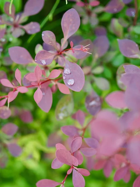 yaprak ve Su damlacıkları