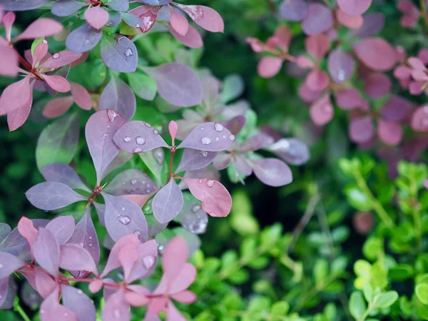 yaprak ve Su damlacıkları