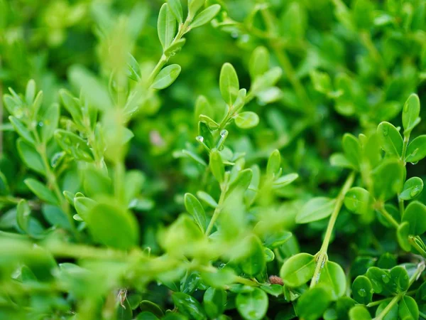 yaprak ve Su damlacıkları