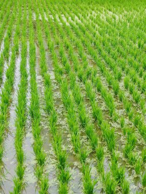 Kore Cheongju şehir Paddy alanları