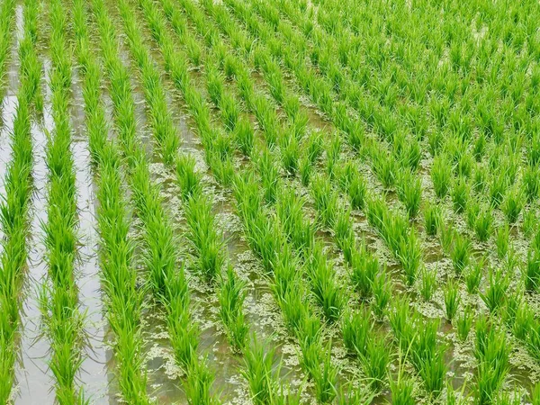 Kore Cheongju şehir Paddy alanları