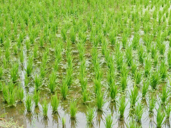 Kore Cheongju şehir Paddy alanları