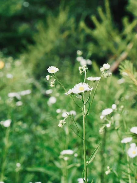 Beyaz bir karahindiba manzara Cheongju, Kore