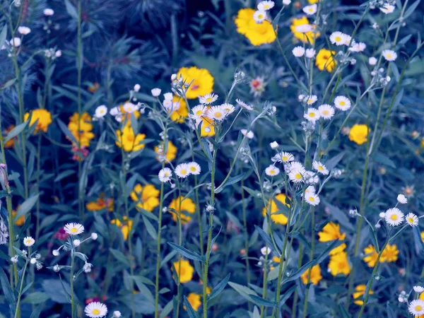 White Dandelion Landscape Cheongju Korea — Stock Photo, Image