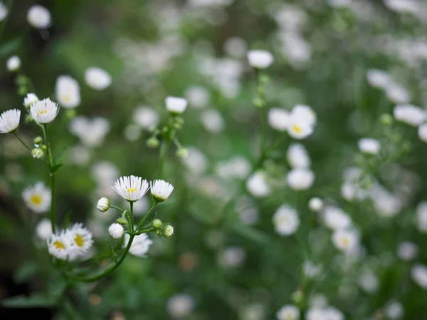 Paysage Pissenlit Blanc Cheongju Corée — Photo