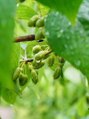 yaprak ve Su damlacıkları