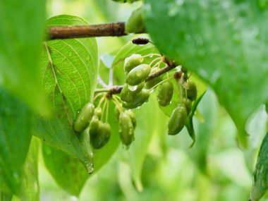 yaprak ve Su damlacıkları