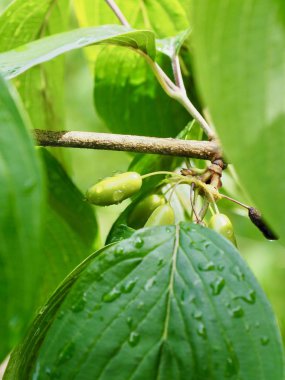 yaprak ve Su damlacıkları