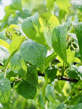 yaprak ve Su damlacıkları