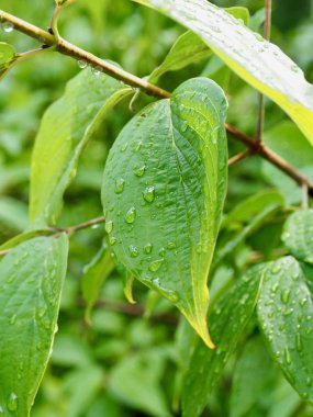 yaprak ve Su damlacıkları