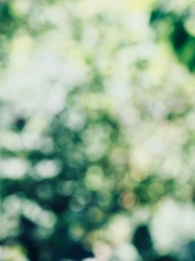 Ormanda yaprak bokeh, odağını kaybetmiş