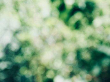 Ormanda yaprak bokeh, odağını kaybetmiş