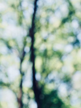 Ormanda yaprak bokeh, odağını kaybetmiş