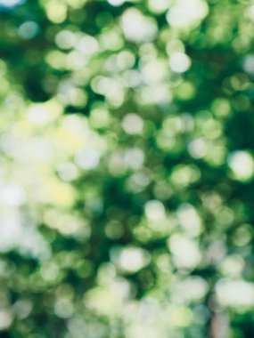 Ormanda yaprak bokeh, odağını kaybetmiş