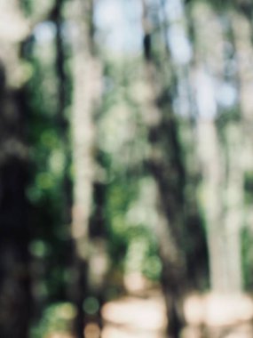 Ormanda yaprak bokeh, odağını kaybetmiş