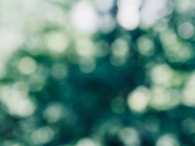 Ormanda yaprak bokeh, odağını kaybetmiş