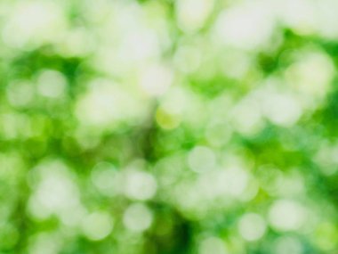 Ormanda yaprak bokeh, odağını kaybetmiş