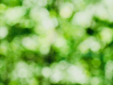 Ormanda yaprak bokeh, odağını kaybetmiş