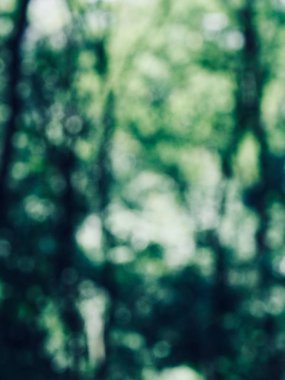 Ormanda yaprak bokeh, odağını kaybetmiş